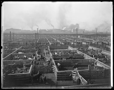 Ohrady pro dobytek v Union Stock Yards, Chicago, Illinois, USA, cca 1900 (č/b fotografie) od Barnes and Crosby