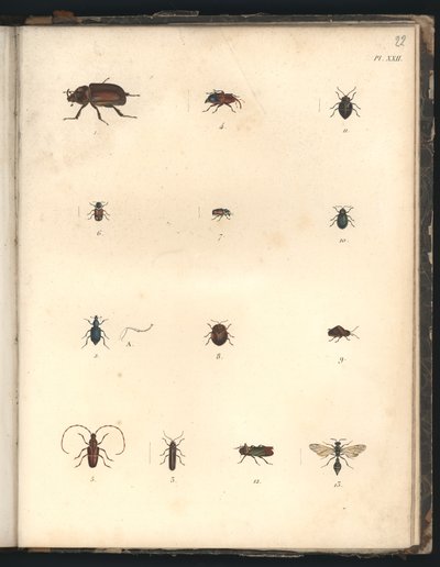 Brouci a vosy, Pl.XXII, ilustrace z 