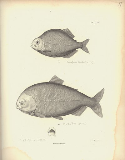 Characidae, Pl. XLVII, ocelorytina Coutant podle rytiny Nicoly Hueta (1770-1827), ilustrace z "Recueil d