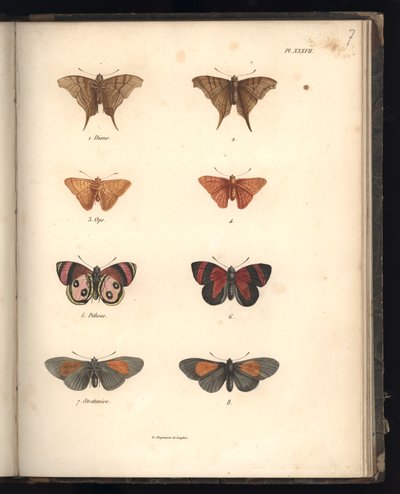 Lepidoptera, Pl. XXXVII, ilustrace ze „Sbírky pozorování zoologie a srovnávací anatomie, část II“, od Al. V. Humboldt a A. Bonplant, Paříž, 1821 (barevná rytina) od Baron Friedrich Alexander von Humboldt