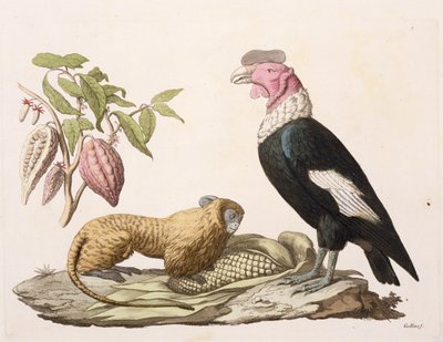 Lví opice a kondor, původem z Chile nebo Ekvádoru, z „Le Costume Ancien et Moderne“, svazek II, deska 1, Jules Ferrario, vyryto Gallo Gallina (1796-1874), vydáno kolem 20. a 30. let 18. století (barevně lit. od Baron Friedrich Alexander von Humboldt