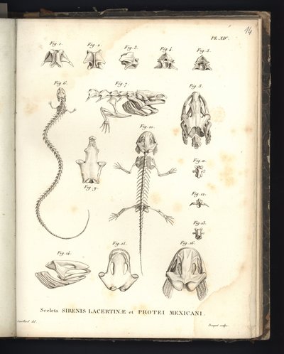 Kostry ještěrky Strenis a Protea z Mexika, deska XIV, Osteologie sirenomelie a axolotl od Baron Friedrich Alexander von Humboldt