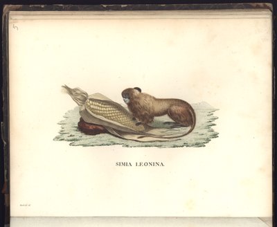 Simia leonina, Pl.V, ilustrace z, pozorování ze zoologie a srovnávací anatomie sesbíraná na cestě do tropických zemí nového kontinentu, v letech 1799, 1800, 18 od Baron Friedrich Alexander von Humboldt
