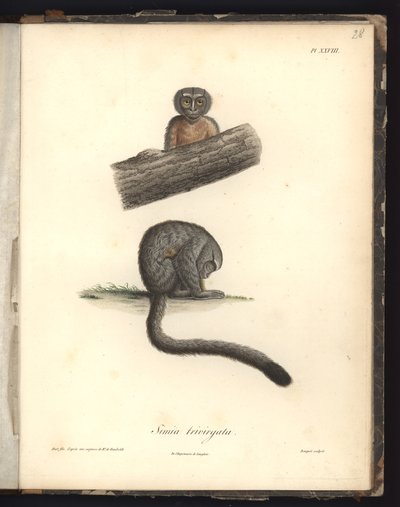 Simia trivirgata, Pl.XXVIII, ocelorytina Louise Bouqueta (1765-1814) podle rytiny Nicoly Hueta (1770-1827), ilustrace z "Recueil d
