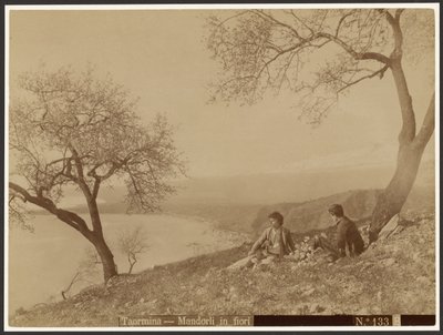 Kvetoucí mandle, Taormina od Baron Wilhelm von Gloeden