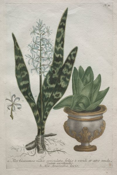 Aloe od Bartholomaus Seutter