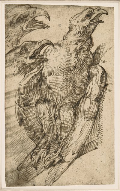 Studium orla od Bartolomeo Passarotti