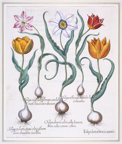 Tulipa Lutea Lituris Aureis, Zlomený žlutý tulipán divokého typu, 1613. od Basil Besler