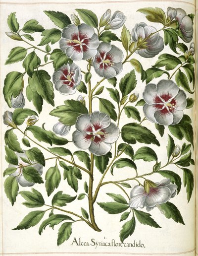 Alcca Syriaca, z 