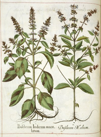 Basil, z ‚Hortus Eystettensis‘ od Basilius Besler