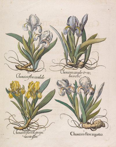 Chamaeiris flore, 1613. od Basilius Besler