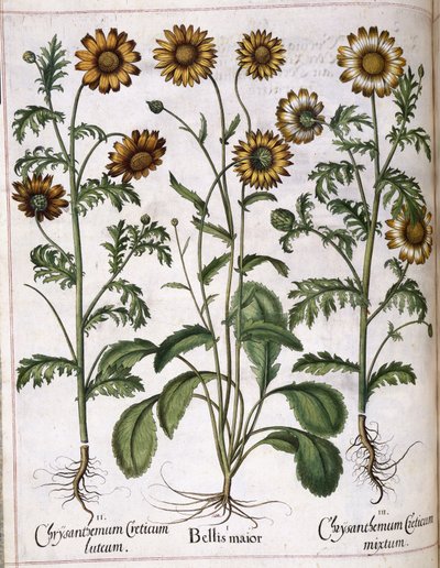 Chryzantéma, z ‚Hortus Eystettensis‘ od Basilius Besler