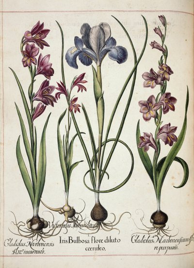 Gladiolus a duhovka, z 