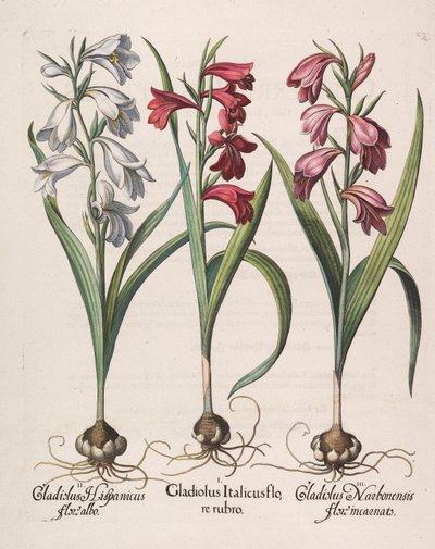 Gladiolus italicus červený květ, 1613 od Basilius Besler