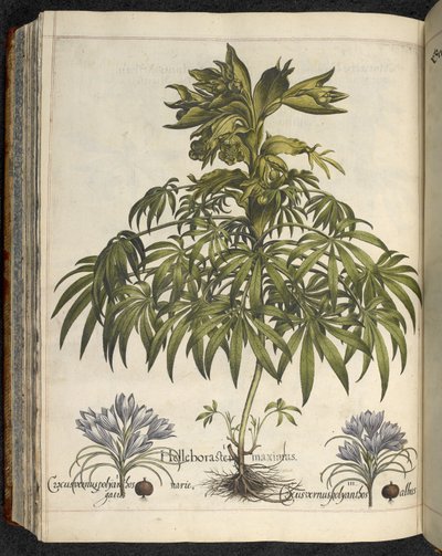 Helleborus, Ilustrace z 