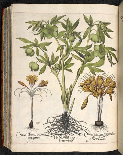 Helleborus niger, Crocus vernus, z Hortus Eystettensis, Basilius Besler od Basilius Besler