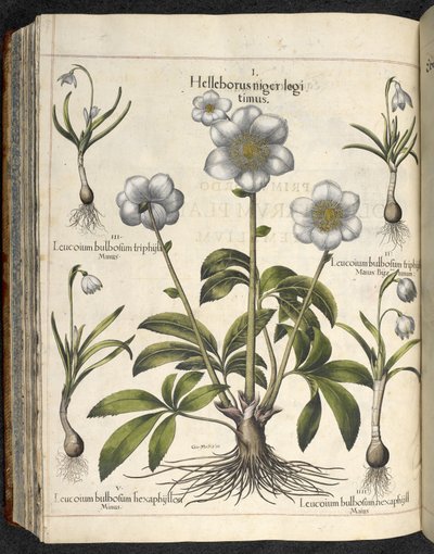 Helleborus niger, Ilustrace z 