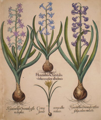Hyacinthus orientalis floreduplici-Hyacinthus orientalis violaceo albislienis-Crocus vernus albus fundo violaceo-Hyacinthus orientalis reflexis folys colore violaceo od Basilius Besler