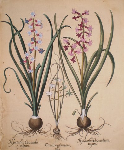 Hyacinthus orientalis mixtus-Ornithogalum minus-Hyacinthus orientalis veriegatus od Basilius Besler