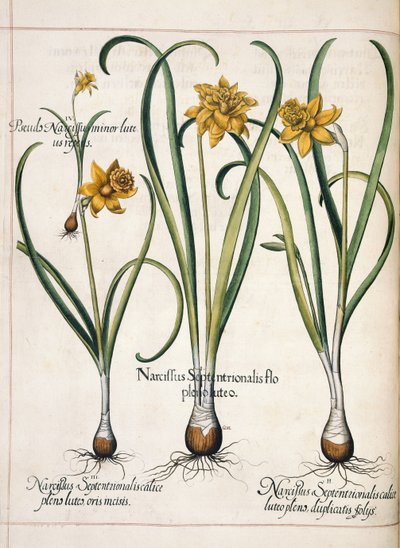 Narcis, z 
