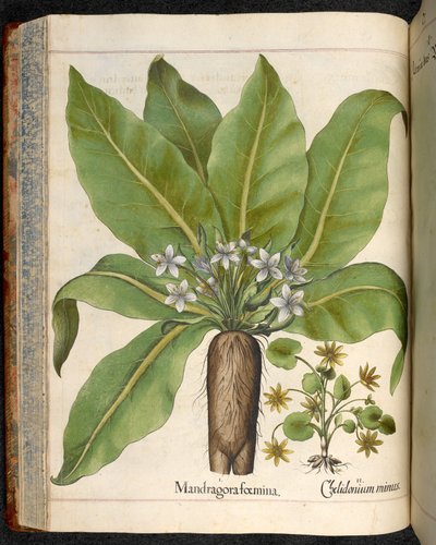 Talíř 29: Mandragora femina (Mandragora), z Hortus Eystettensis, Basilius Besler od Basilius Besler