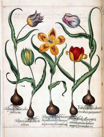 Tulipán z 