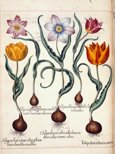 Tulipány, z 