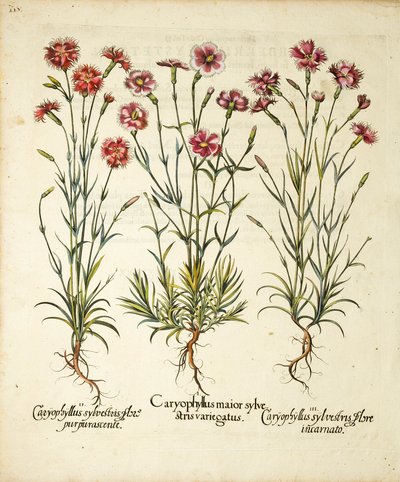 Odrůdy Caryophyllus Sylvestris publikované v Hortus Eystettensis, 1613 od Basilius Besler