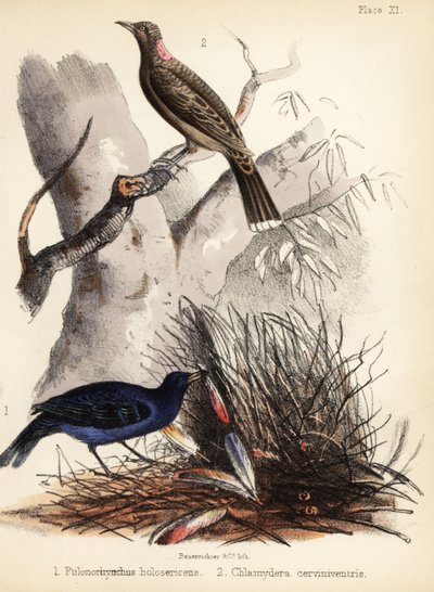 Saténoví a plaví brunátníci. 1855 (litografie) od Bauerrichter