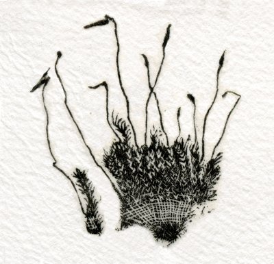 Puding Moss, 2014, (dřevoryt na gampi) od Bella Larsson