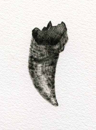 Kočičí zub, 2014, (dřevoryt na papíře) od Bella Larsson