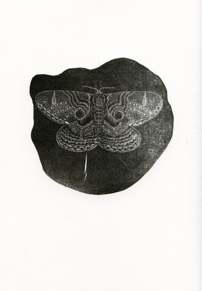 Night Butterfly, 2016, (dřevoryt na papíře) od Bella Larsson