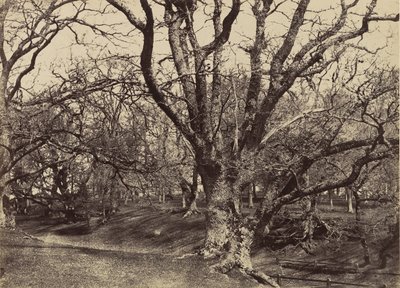 Pepperharrow Park, Surrey, 1852-54. od Benjamin Brecknell Turner