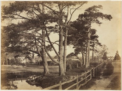Scotch Firs, Hawkhurst, 1853. od Benjamin Brecknell Turner