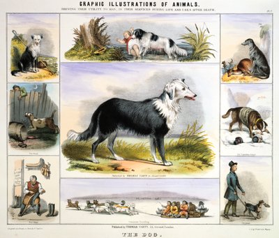 Pes, c1850 od Benjamin Waterhouse Hawkins