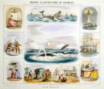 Velryba, c1850 od Benjamin Waterhouse Hawkins