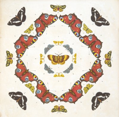 Detail z desky 1, z Vzácného zobrazení motýlů a můr, hospoda. 1764 (ručně kolorovaná rytina) od Benjamin Wilkes