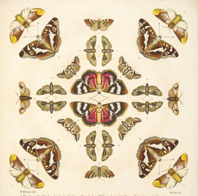 Detail z tabulky VI z knihy Vzácné vyobrazení motýlů a můr, pub. 1764 (ručně kolorovaná rytina). od Benjamin Wilkes