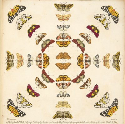 Detail z desky XI, z Vzácného zobrazení motýlů a můr, hospoda. 1764 (ručně kolorovaná rytina) od Benjamin Wilkes