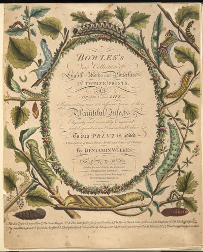 Frontispis, od Vzácné zobrazení motýlů a můr, hospoda. 1764 (ručně kolorovaná rytina) od Benjamin Wilkes