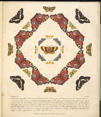 Talíř 1, z Vzácného zobrazení motýlů a můr, hospoda. 1764 (ručně kolorovaná rytina) od Benjamin Wilkes