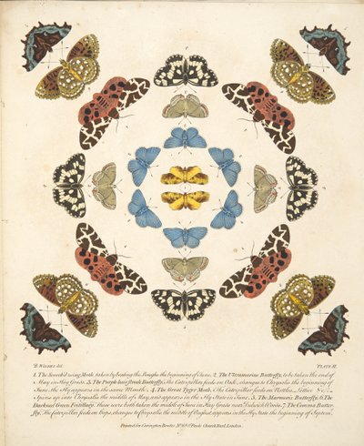 Talíř III, od Vzácné vyobrazení motýlů a můr, nakl. 1764 (ručně kolorovaná rytina) od Benjamin Wilkes