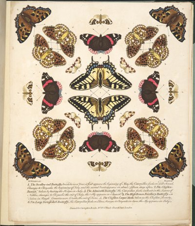 Talíř II, od Vzácné vyobrazení motýlů a můr, nakl. 1764 (ručně kolorovaná rytina) od Benjamin Wilkes