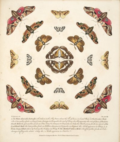 Talíř VIII, z Vzácného zobrazení motýlů a můr, nakl. 1764 (ručně kolorovaná rytina) od Benjamin Wilkes