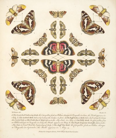Talíř VI, z Vzácného zobrazení motýlů a můr, nakl. 1764 (ručně kolorovaná rytina) od Benjamin Wilkes
