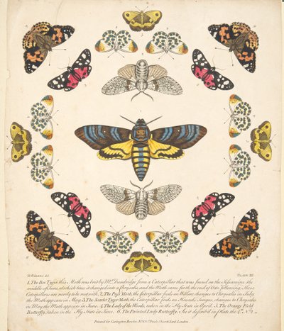 Talíř XII, od Vzácné vyobrazení motýlů a můr, nakl. 1764 (ručně kolorovaná rytina) od Benjamin Wilkes