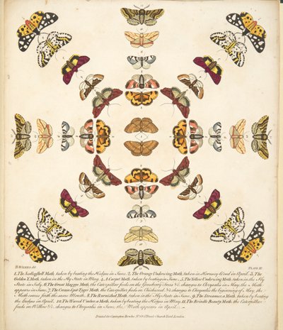 Talíř XI, z Vzácného zobrazení motýlů a můr, hospoda. 1764 (ručně kolorovaná rytina) od Benjamin Wilkes