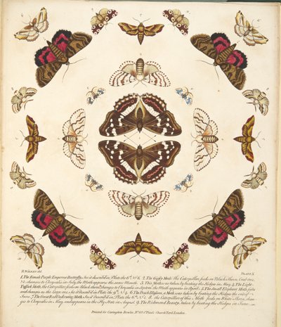 Talíř X, z Vzácného zobrazení motýlů a můr, pub. 1764 (ručně kolorovaná rytina) od Benjamin Wilkes