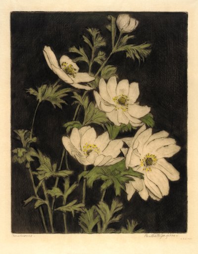 Sasanky od Bertha E. Jaques