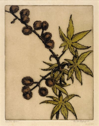 Ricinová fazole od Bertha E. Jaques